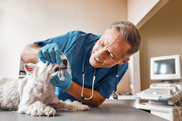 Best 24-Hour Emergency Dental Care in Belmont, NC